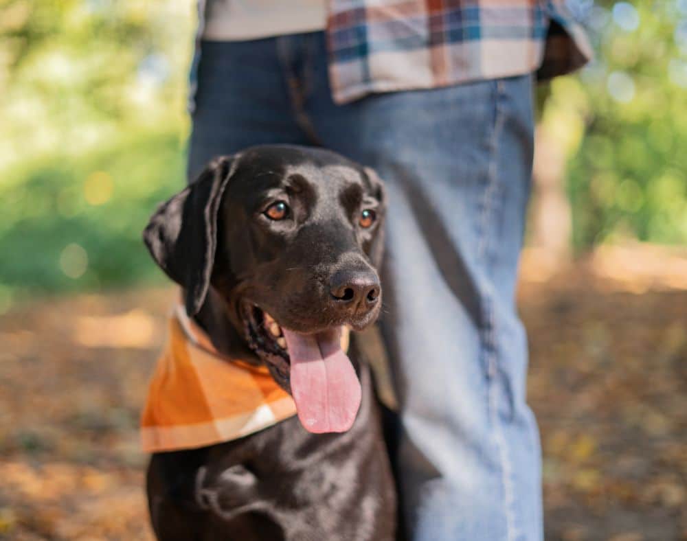 Myka retainer dog NYC, a black Lab in an orange bandana, sitting outdoors